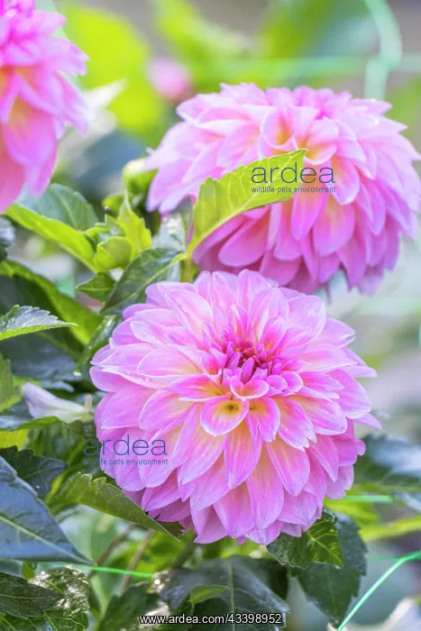 : Dahlia Sturm Kika Breeder: Smits (NDL) 2004, flowers : Dahlia Sturm Kika Breeder: Smits (NDL) 2004, flowers