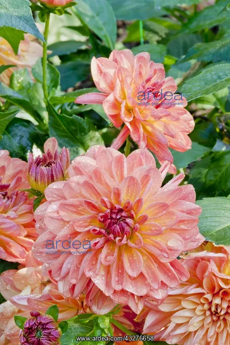 : Dahlia Valbonne in bloom in a garden : Dahlia Valbonne in bloom in a garden