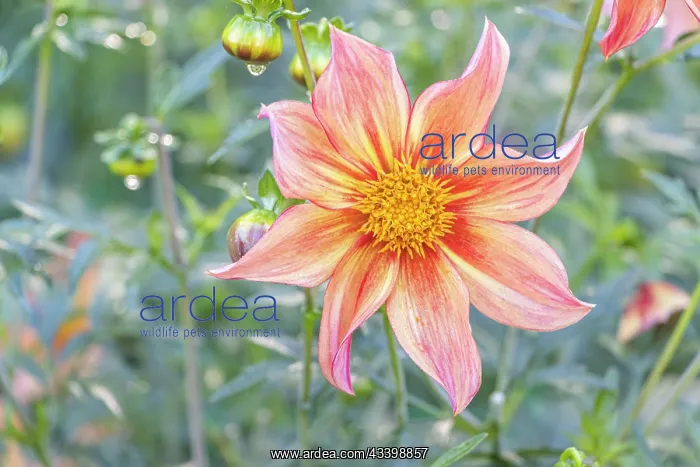 : Dahlia Victor Hugo Verver Export, flower : Dahlia Victor Hugo Verver Export, flower