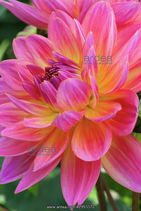: Dahlia, Waterlily dahlia : Dahlia, Waterlily dahlia
