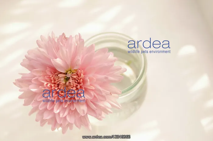 : Dahlia, Waterlily dahlia : Dahlia, Waterlily dahlia