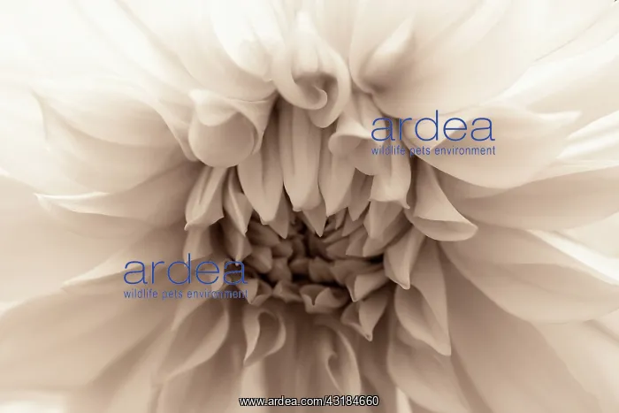 : Dahlia, Waterlily Dahlia, Very close view of flower : Dahlia, Waterlily Dahlia, Very close view of flower