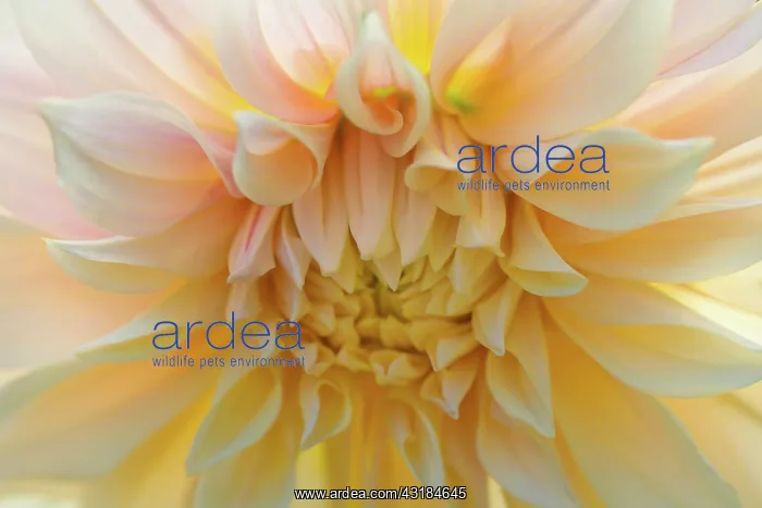 : Dahlia, Waterlily Dahlia, Very close view of pale : Dahlia, Waterlily Dahlia, Very close view of pale