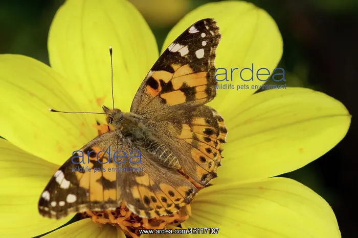 : Dahlia, yellow flower with Painted Lady butterfly, Vanessa c : Dahlia, yellow flower with Painted Lady butterfly, Vanessa c