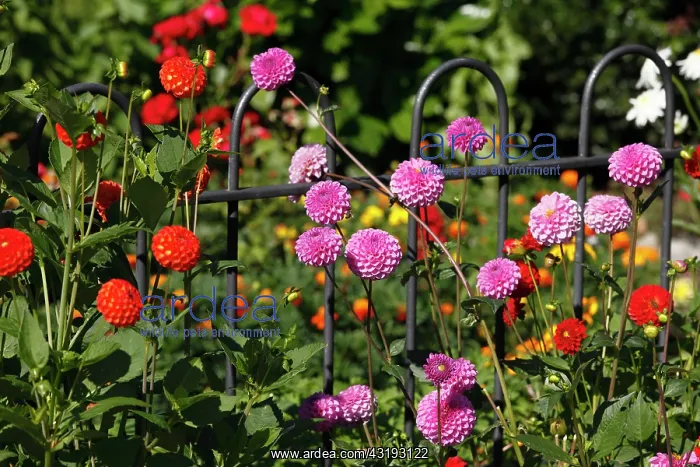 : Dahlias in a cottage garden, Schwarzenberg, Bregenz : Dahlias in a cottage garden, Schwarzenberg, Bregenz