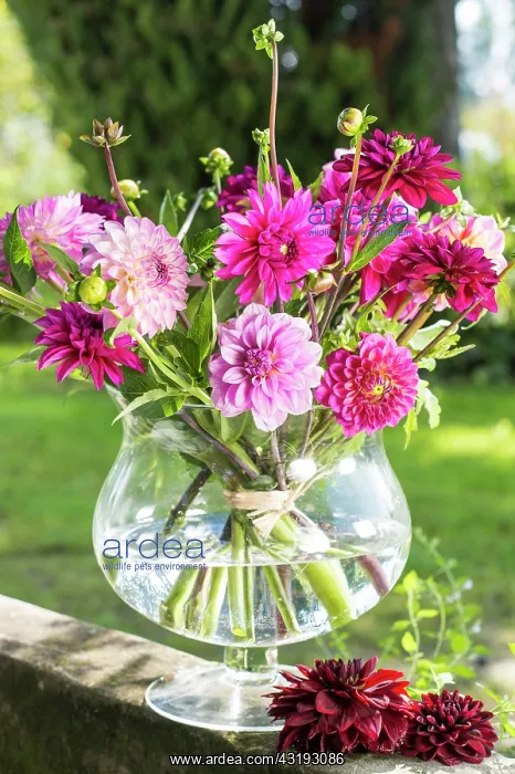 : Dahlias (Dalia hybrids), color gradation bordeaux : Dahlias (Dalia hybrids), color gradation bordeaux
