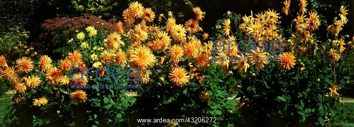 : DAHLIAS - Orange Cactus : DAHLIAS - Orange Cactus