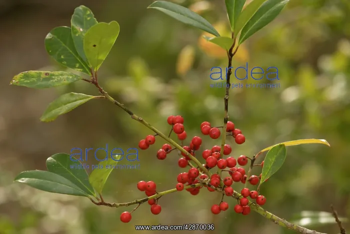 : Dahoon holly with berries : Dahoon holly with berries