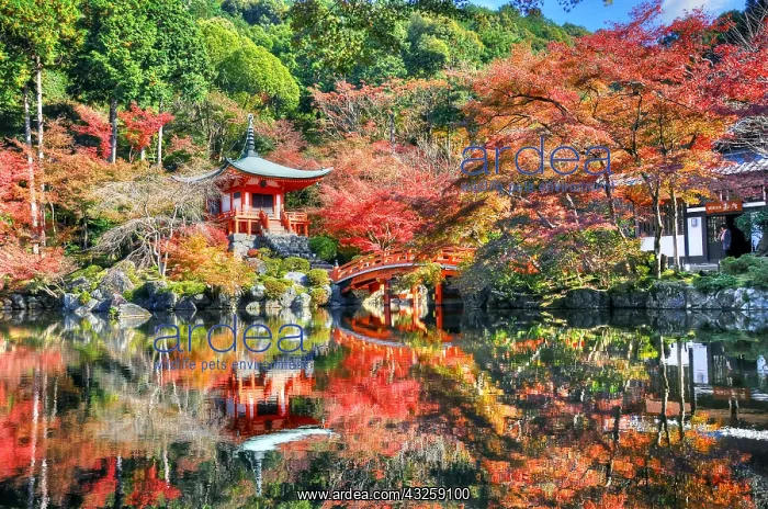 : Daigo-ji temple in autumn in Ky&, x134bec; Japan : Daigo-ji temple in autumn in Ky&, x134bec; Japan
