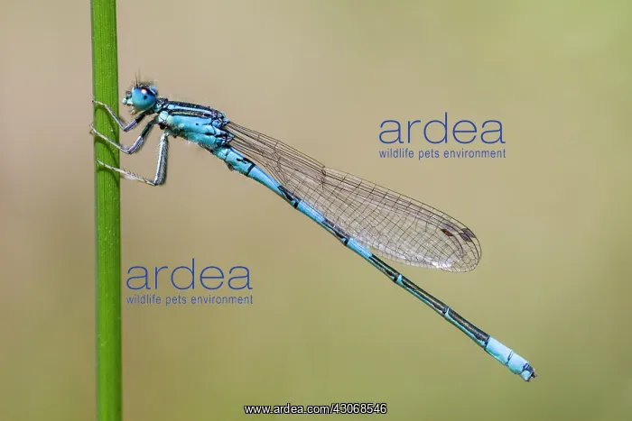: Dainty Bluet : Dainty Bluet