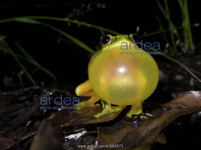 : Dainty Green Tree Frog : Dainty Green Tree Frog