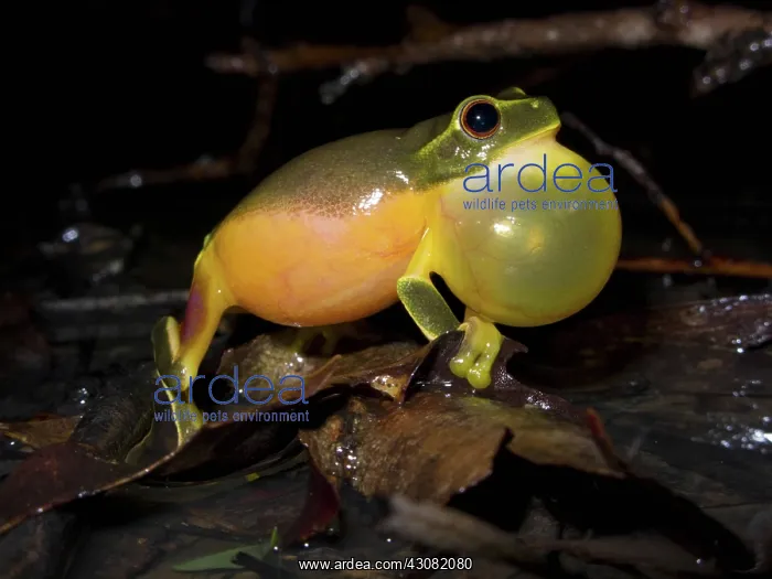 : Dainty Green Tree Frog : Dainty Green Tree Frog