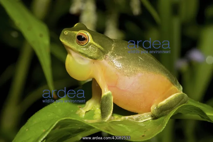 : Dainty Green Tree Frog : Dainty Green Tree Frog