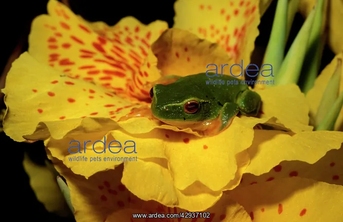 : Dainty green tree frog on a Canna : Dainty green tree frog on a Canna