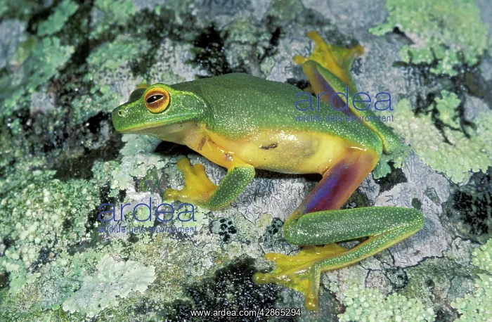: Dainty Green Treefrog : Dainty Green Treefrog