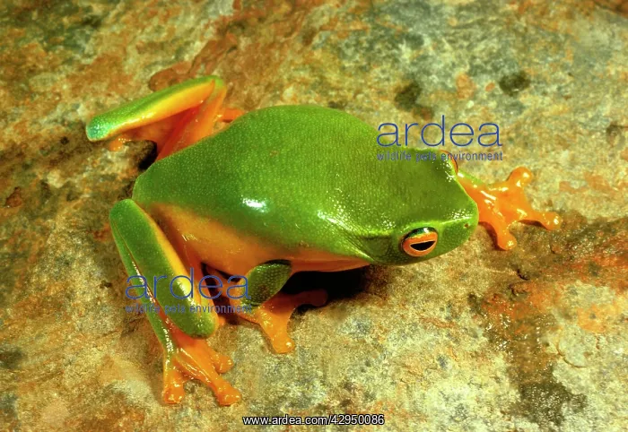 : Dainty green treefrog : Dainty green treefrog