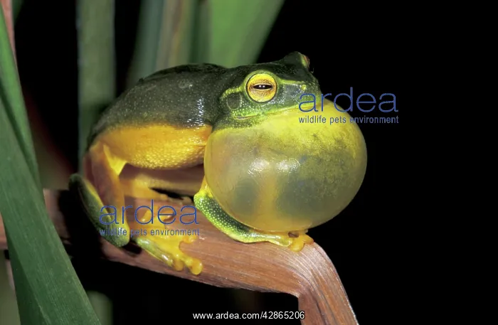 : Dainty Green Treefrog - with vocal sac inflated : Dainty Green Treefrog - with vocal sac inflated