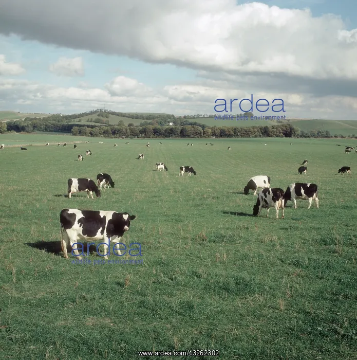 : Dairy Cattle : Dairy Cattle