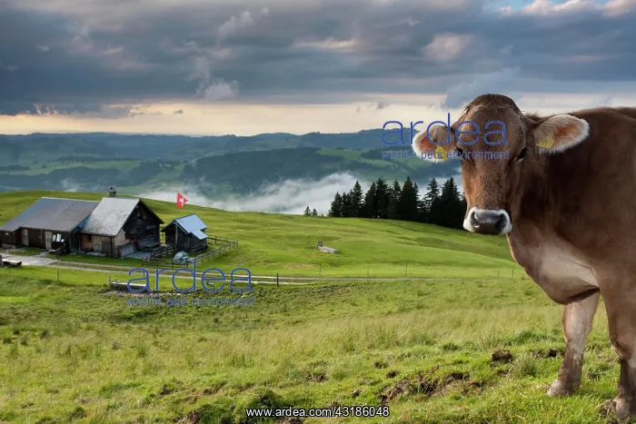 : Dairy cow in front of alpine farm with clouds in : Dairy cow in front of alpine farm with clouds in