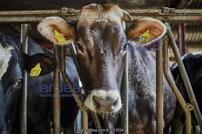 : Dairy cow (Bos taurus) in barn, Germany, Europe : Dairy cow (Bos taurus) in barn, Germany, Europe