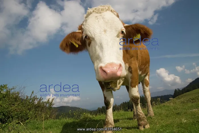 : Dairy cow grazing in the Nationalpark Kalkalpen : Dairy cow grazing in the Nationalpark Kalkalpen