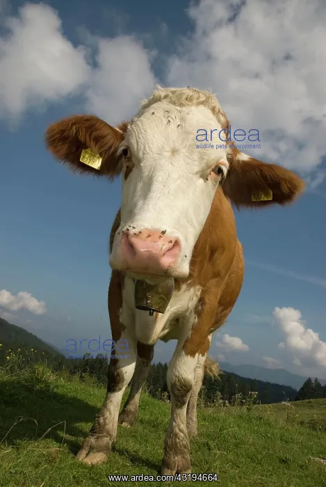 : Dairy cow grazing in the Nationalpark Kalkalpen : Dairy cow grazing in the Nationalpark Kalkalpen