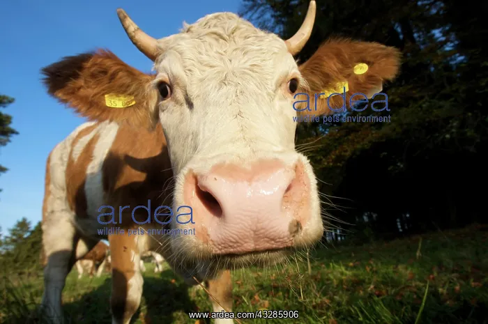 : Dairy cow on a pasture in Upper Bavaria, Bavaria : Dairy cow on a pasture in Upper Bavaria, Bavaria