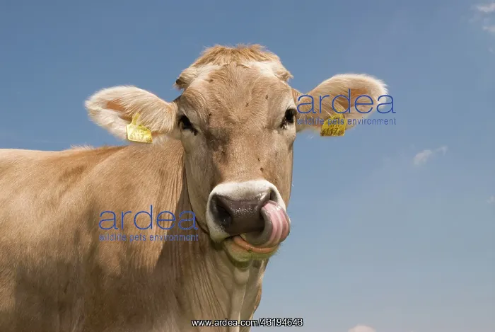 : Dairy cow, portrait Milchkuh auf der Weide - dairy : Dairy cow, portrait Milchkuh auf der Weide - dairy