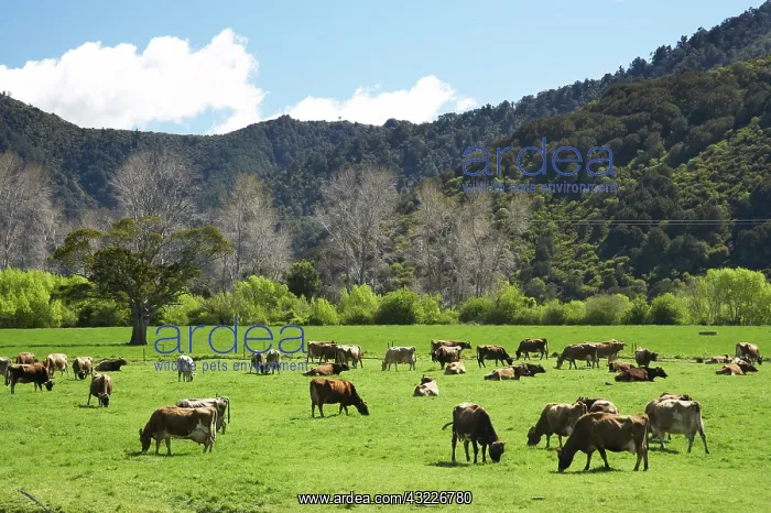 : Dairy Cows and Farmland near Havelock, Marlborough : Dairy Cows and Farmland near Havelock, Marlborough