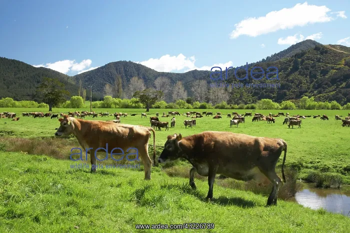 : Dairy Cows and Farmland near Havelock, Marlborough : Dairy Cows and Farmland near Havelock, Marlborough
