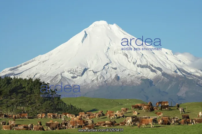 : Dairy Cows and Farmland near Okato, and : Dairy Cows and Farmland near Okato, and