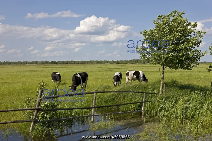  : Dairy Cows grazing Biebrzanski National Park Poland