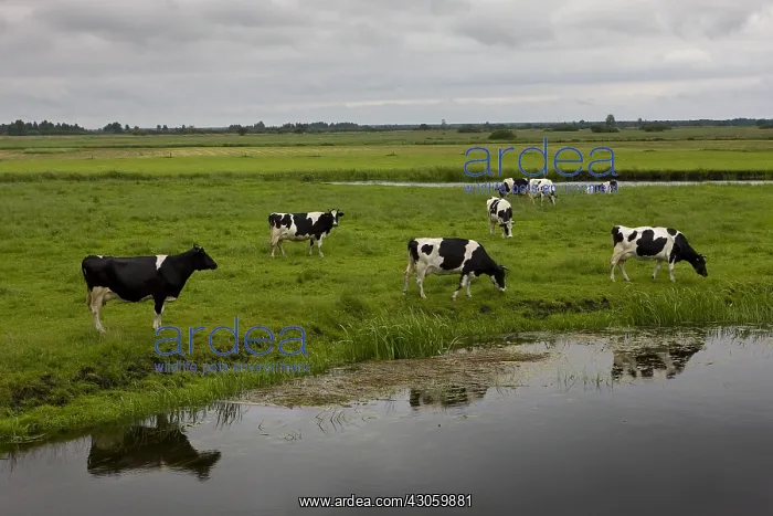 : Dairy Cows grazing Biebrzanski National Park Poland : Dairy Cows grazing Biebrzanski National Park Poland