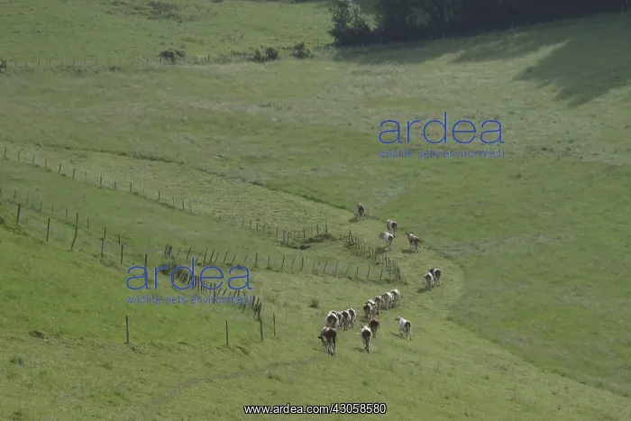 : Dairy cows grazing on their meadow in the Vercors France : Dairy cows grazing on their meadow in the Vercors France