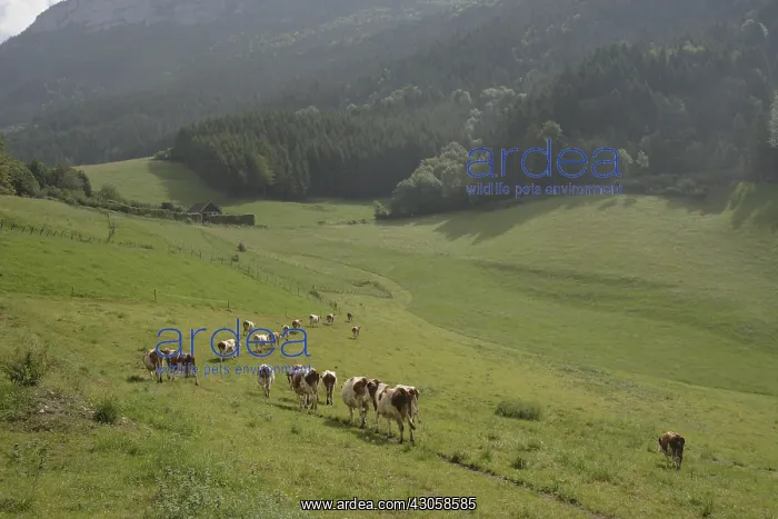 : Dairy cows grazing on their meadow in the Vercors France : Dairy cows grazing on their meadow in the Vercors France