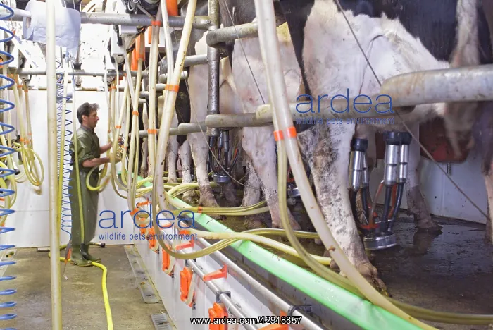  : Dairyman and Cows in milking parlour