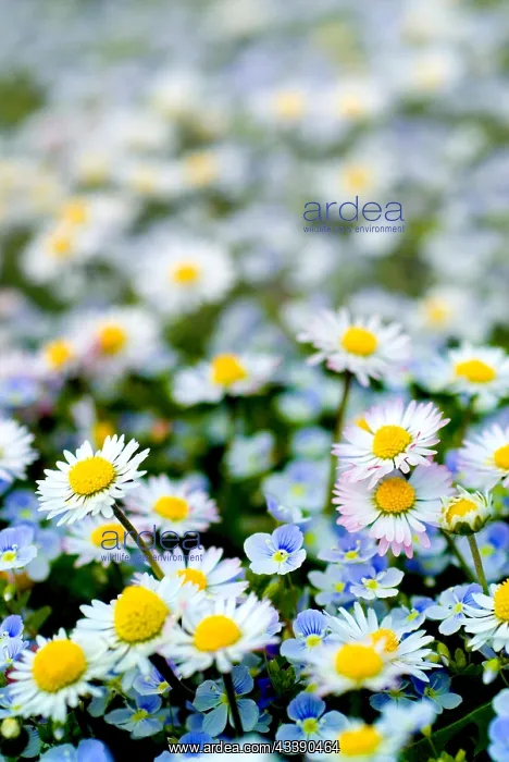 : Daisies (Bellis Perennis) and Speedwell (Veronica : Daisies (Bellis Perennis) and Speedwell (Veronica