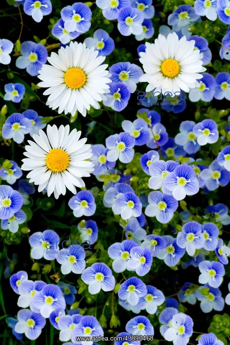 : Daisies (Bellis Perennis) and Speedwell (Veronica : Daisies (Bellis Perennis) and Speedwell (Veronica