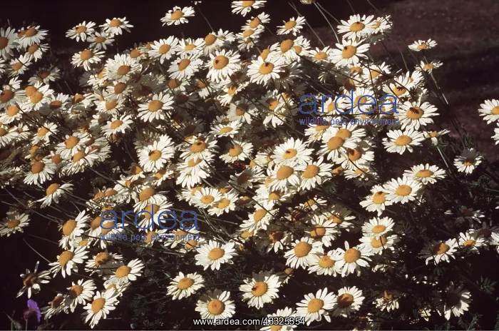 : DAISIES - Marguerite : DAISIES - Marguerite