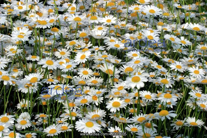  : Daisies - Mass