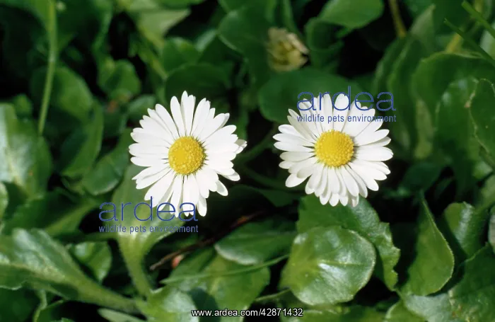  : Daisy