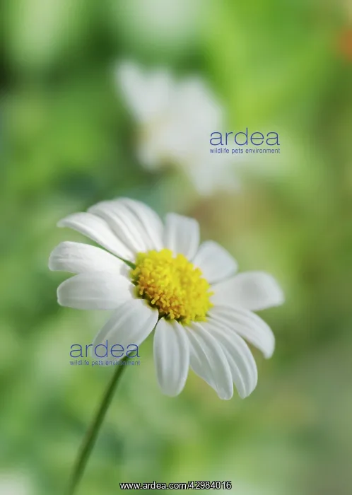 : Daisy, Argyranthemum : Daisy, Argyranthemum
