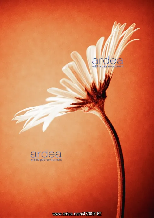 : Daisy, Argyranthemum : Daisy, Argyranthemum