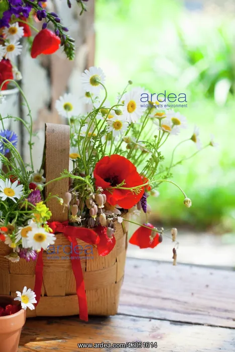 : Daisy, Argyranthemum frutescens : Daisy, Argyranthemum frutescens
