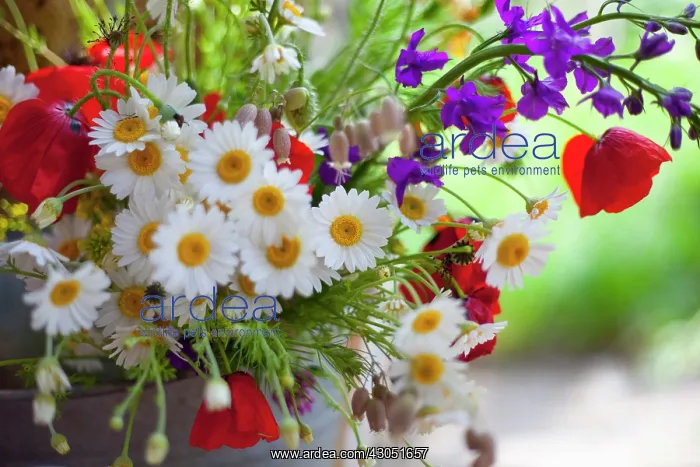 : Daisy, Argyranthemum frutescens : Daisy, Argyranthemum frutescens