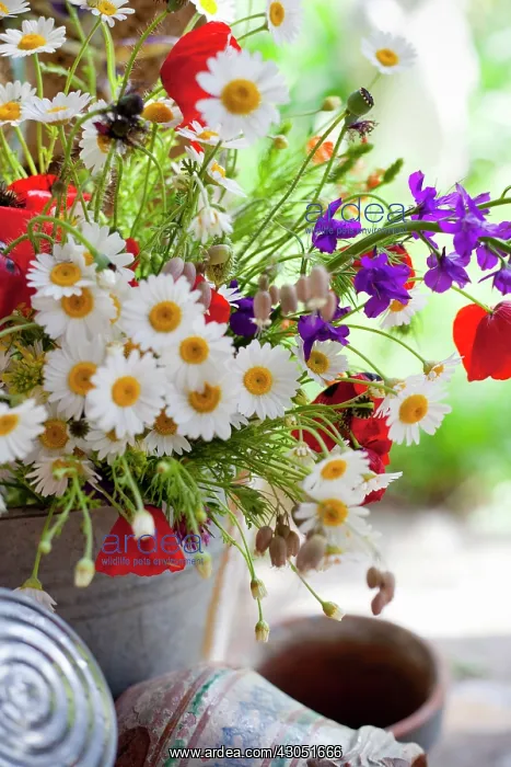  : Daisy, Argyranthemum frutescens