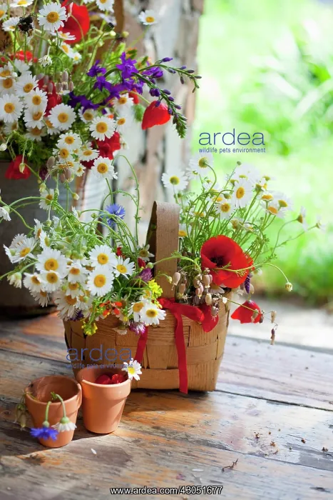 : Daisy, Argyranthemum frutescens : Daisy, Argyranthemum frutescens