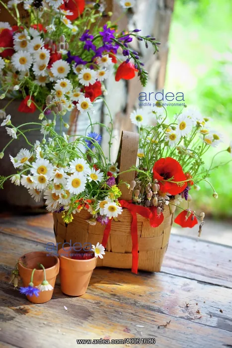 : Daisy, Argyranthemum frutescens : Daisy, Argyranthemum frutescens