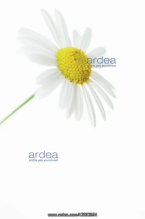 : Daisy, Argyranthemum frutescens : Daisy, Argyranthemum frutescens