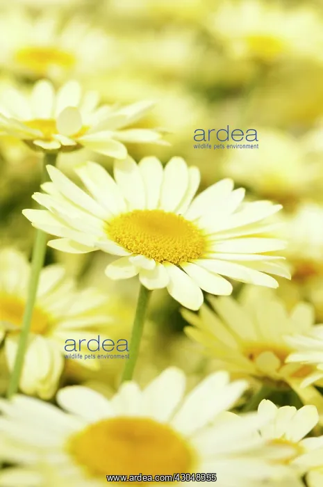 : Daisy, Argyranthemum frutescens Butterfly, Marguerite daisy : Daisy, Argyranthemum frutescens Butterfly, Marguerite daisy